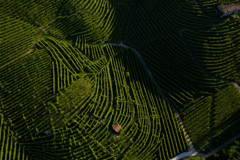 Aerial view of Valdo's terraced vineyards in Valdobbiadene
